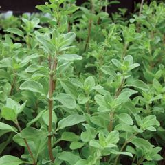 (M) Marjoram seeds 0.5g (210503)
