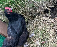poultry