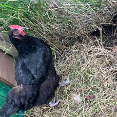 poultry