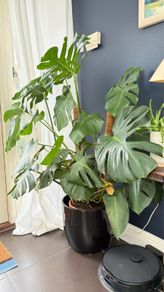 monstera
