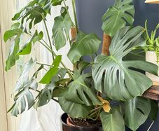 monstera
