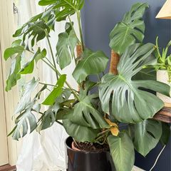 monstera