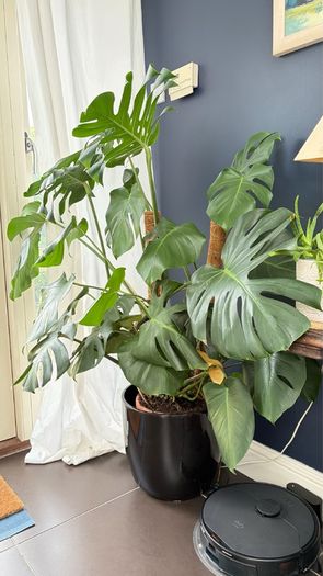 monstera