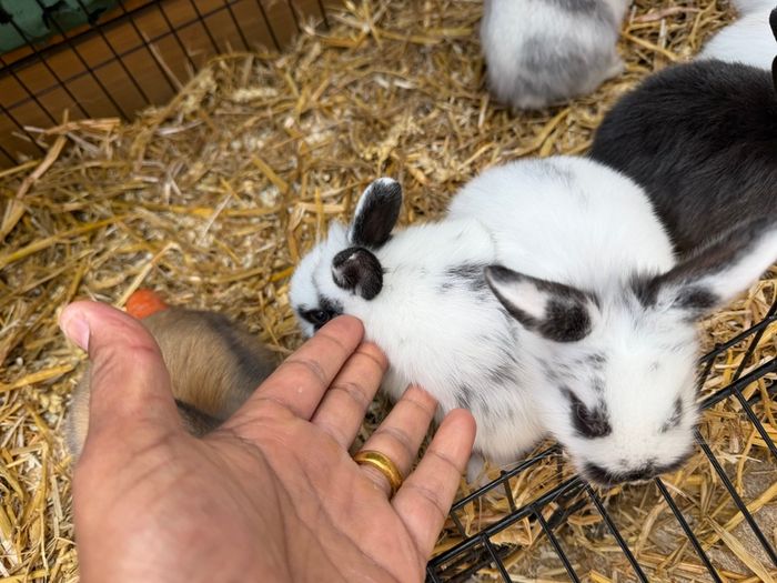 Pet bunnies/rabbit