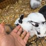 Pet bunnies/rabbit Image 6