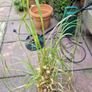 Pampas grass Image 2
