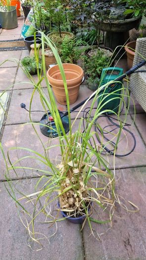 Pampas grass