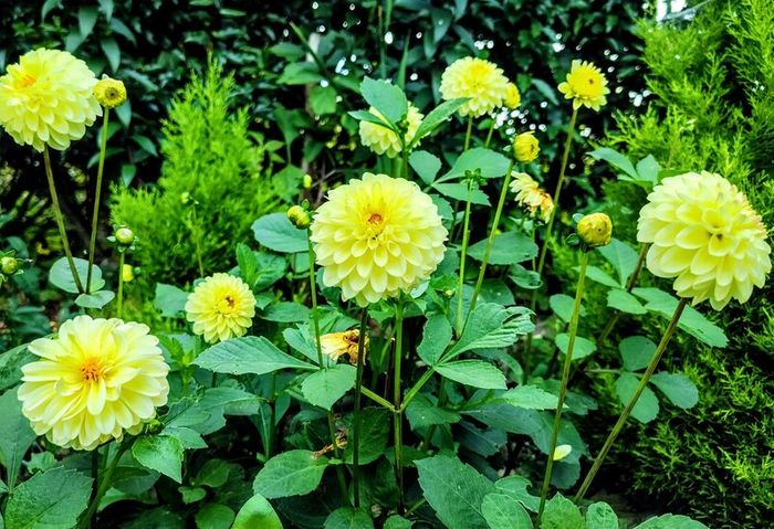 Plant Sale