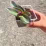 plant Image 2