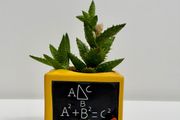 Small Succulent