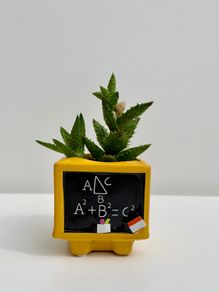 Small Succulent