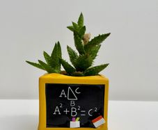 Small Succulent