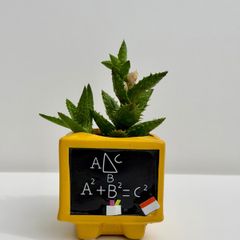 Small Succulent