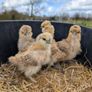 silkie chicks Image 2