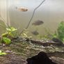 fish Image 2