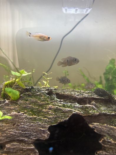 fish