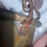 Antique Copper Cauldron or Pot, likely dating from the 19th or early 20th century, featuring a natural patina and oxidation typical of age and use Image 4
