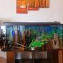 Fish tank Image 2