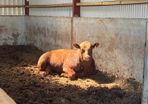 Red Angus bulls
