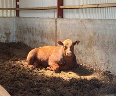 Red Angus bulls