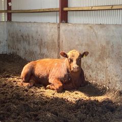 Red Angus bulls