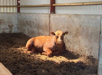 Red Angus bulls