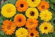 (C) Calendula seeds 2g (aprox. 300 seeds) (124428)