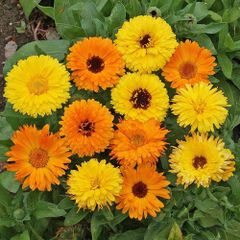 (C) Calendula seeds 2g (aprox. 300 seeds) (124428)