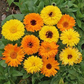 (C) Calendula seeds 2g (aprox. 300 seeds) (124428)