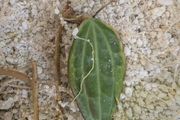 Hoya Macrophylla Albomarginata (outer variegated) rooted