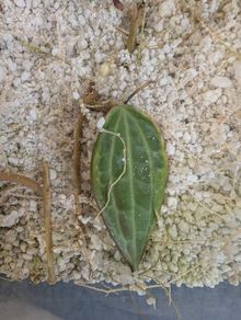 Hoya Macrophylla Albomarginata (outer variegated) rooted