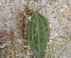 Hoya Macrophylla Albomarginata (outer variegated) rooted