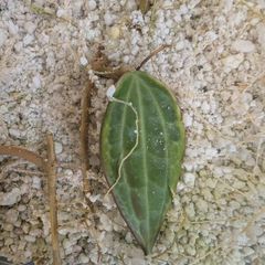 Hoya Macrophylla Albomarginata (outer variegated) rooted