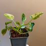Philodendron Giganteum Variegated Image 4