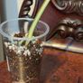 No.69 Monstera Albo Image 8