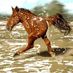 sergris