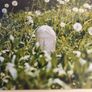 John lennon framed print watching the grass grow NIC 2010 limited edition 3 /500 42.5 x 33 cm. Image 8