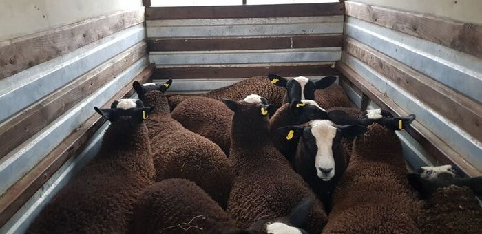 22 purebred zwartable e  lambs + 3 pure bred zwart