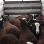 22 purebred zwartable e  lambs + 3 pure bred zwart Image 7