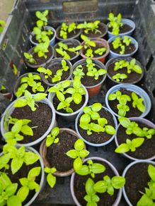 organic vegetable plants