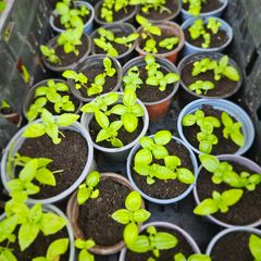 organic vegetable plants