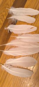 long white feathers 250pcs
