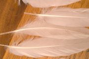 long white feathers 250pcs