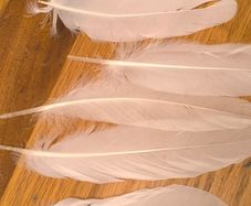 long white feathers 250pcs