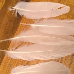 long white feathers 250pcs