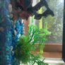 fish tank Image 4