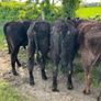 Yearling Bullocks Image 3