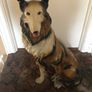 Vintage Rough Collie Dog Image 2