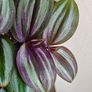 Tradescantia Evanesce Image 4