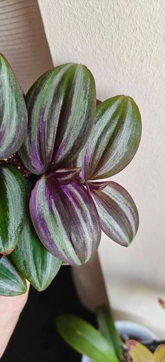 Tradescantia Evanesce